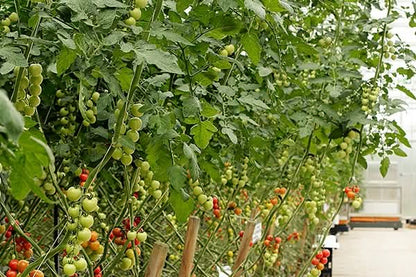 Bio Tomaten gelb "Orange Organza" (alte Sorte) regional 1kg