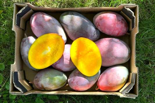 Mango Palmer Bio von Julian