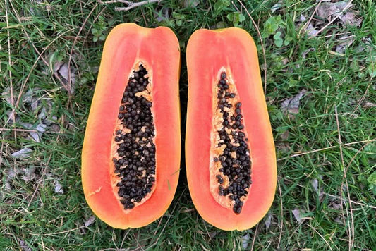 Papaya "Daeng" Premium Flugware Bio  1Stk.