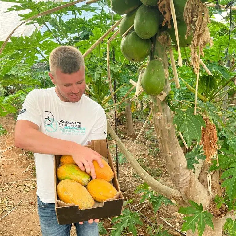 Papaya Bio von Julian