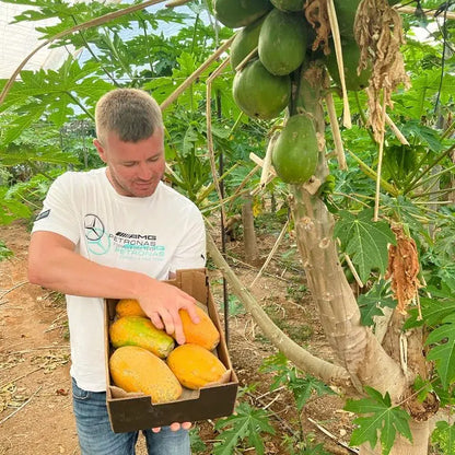 Papaya Bio von Julian