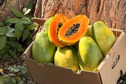 Papaya Baby "Golden" 1 Stk.