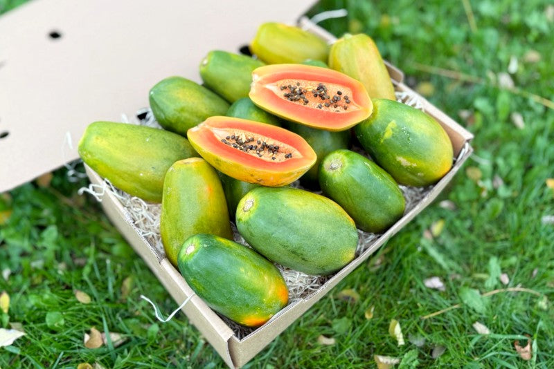 Papaya "Red Lady" reifgeerntet