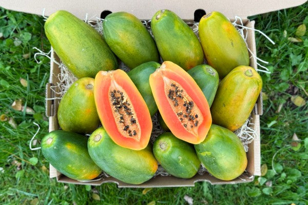 Papaya "Red Lady" reifgeerntet