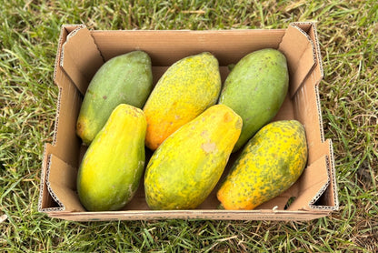 Papaya Retterbox % 4,5kg