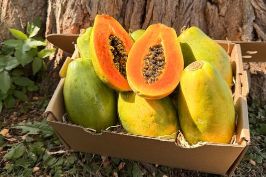 Papaya Baby "Golden" (Stk. ca. 500g)