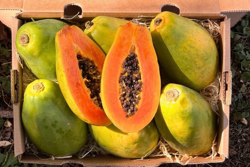 Papaya Baby "Golden" 1 Stk.