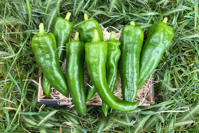 Paprika Corne de Beuf grün Bio