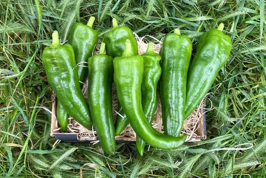 Paprika Corne de Beuf grün Bio