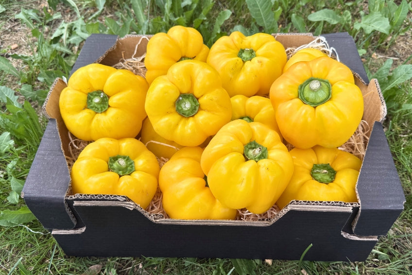 Paprika gelb Bio