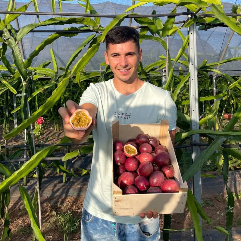 Julian mit frischer Bio-Ernte roter Passionsfrüchte in Spanien – reife Früchte in Holzkiste und aufgeschnittene Maracuja. Jetzt passionsfrüchte rot kaufen Spanien.