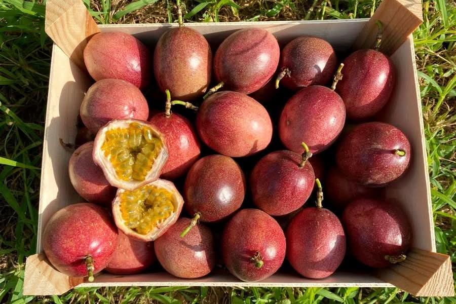 Frische Bio-Passionsfrüchte rot von Salvador aus Spanien in einer Holzkiste – jetzt passionsfrüchte rot kaufen spanien