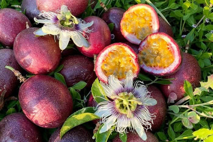 Passionsfrüchte Bio von Salvador Hochernte-Sonderaktion %