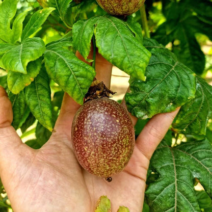 Reife Passionsfrucht am Strauch auf Sizilien – nachhaltiger Anbau am Ätna, ideal für alle, die Passionsfrüchte aus Sizilien kaufen möchten