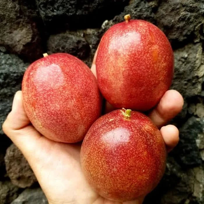 Drei rote Passionsfrüchte aus Sizilien in der Hand gehalten – frisch geerntet vom Ätna, ideal zum Kauf direkt vom Bio-Bauern