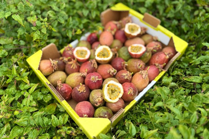 Ätna Passionsfrüchte Bio Sizilien Retterbox
