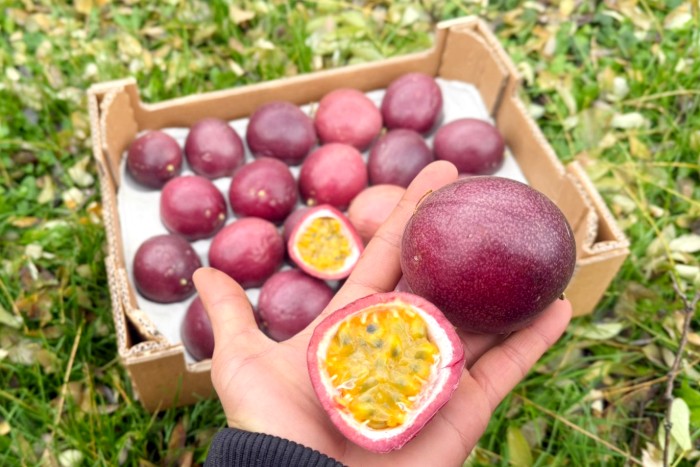 Passionsfrüchte Bio Sonderaktion % 2kg