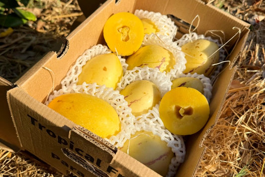 Birnenmelone "Pepino dulce"