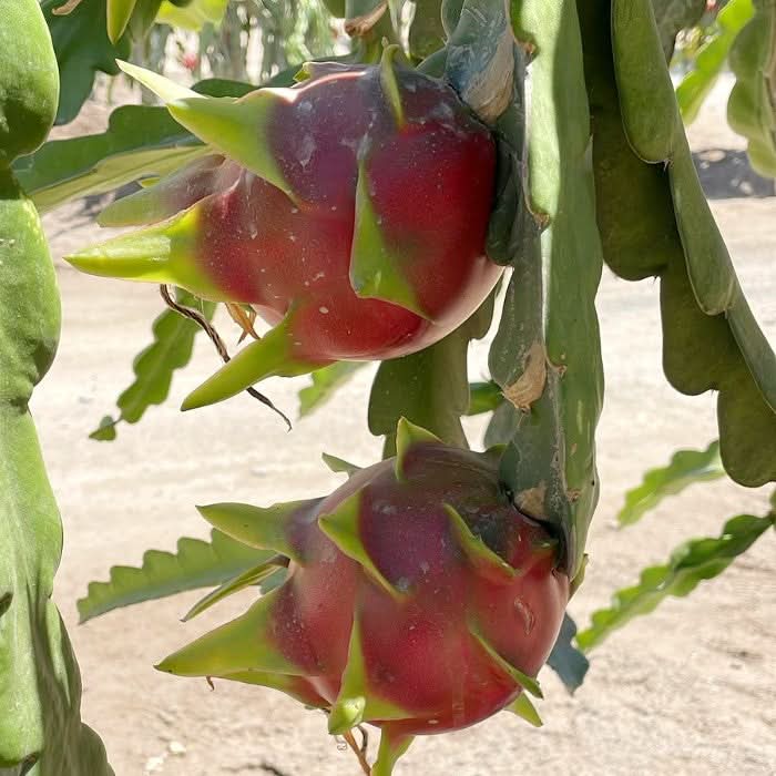 Drachenfrucht rot "American Beauty" von Jaime Kennenlernpreis
