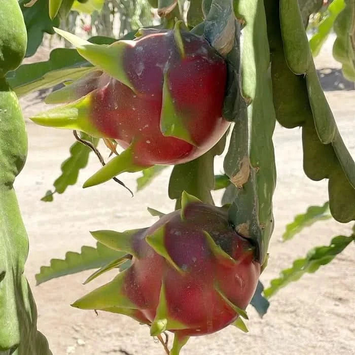 Drachenfrucht rot „American Beauty“ von Jaime