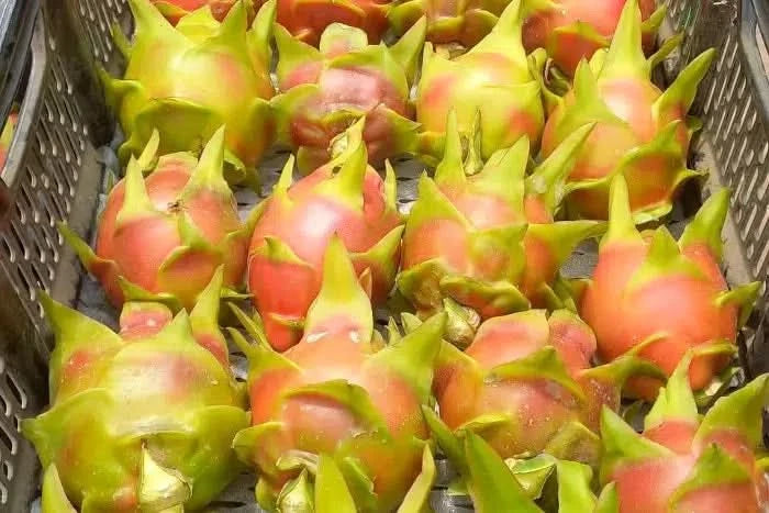 Drachenfrucht rot „American Beauty“ von Jaime