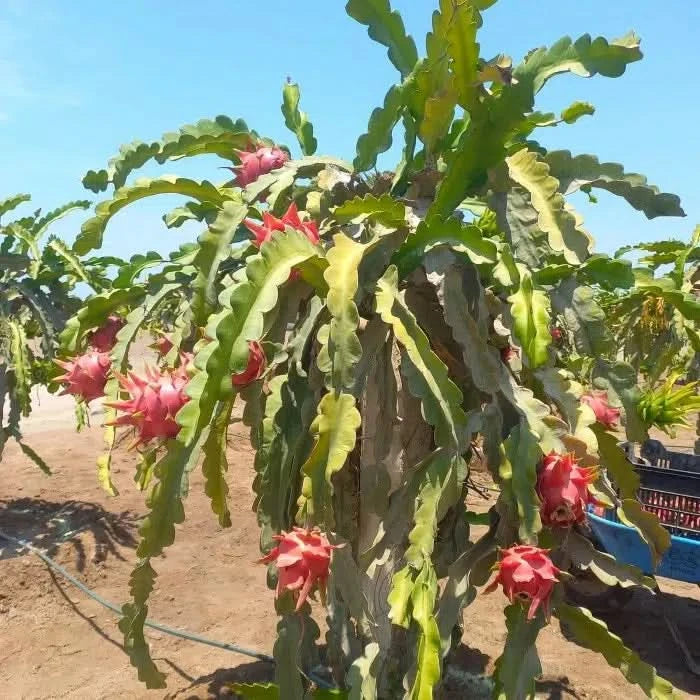 Drachenfrucht rot „American Beauty“ von Jaime