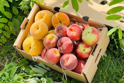 Pfirsich-Mix Bio von Nicolas 3kg Box