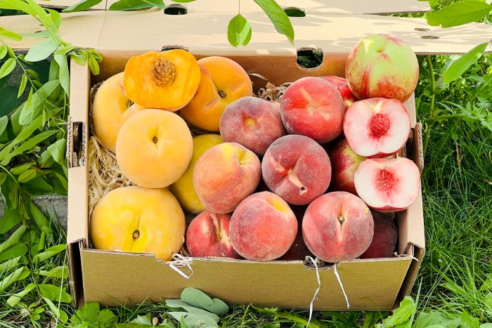 Pfirsich-Mix Bio von Nicolas 3kg Box