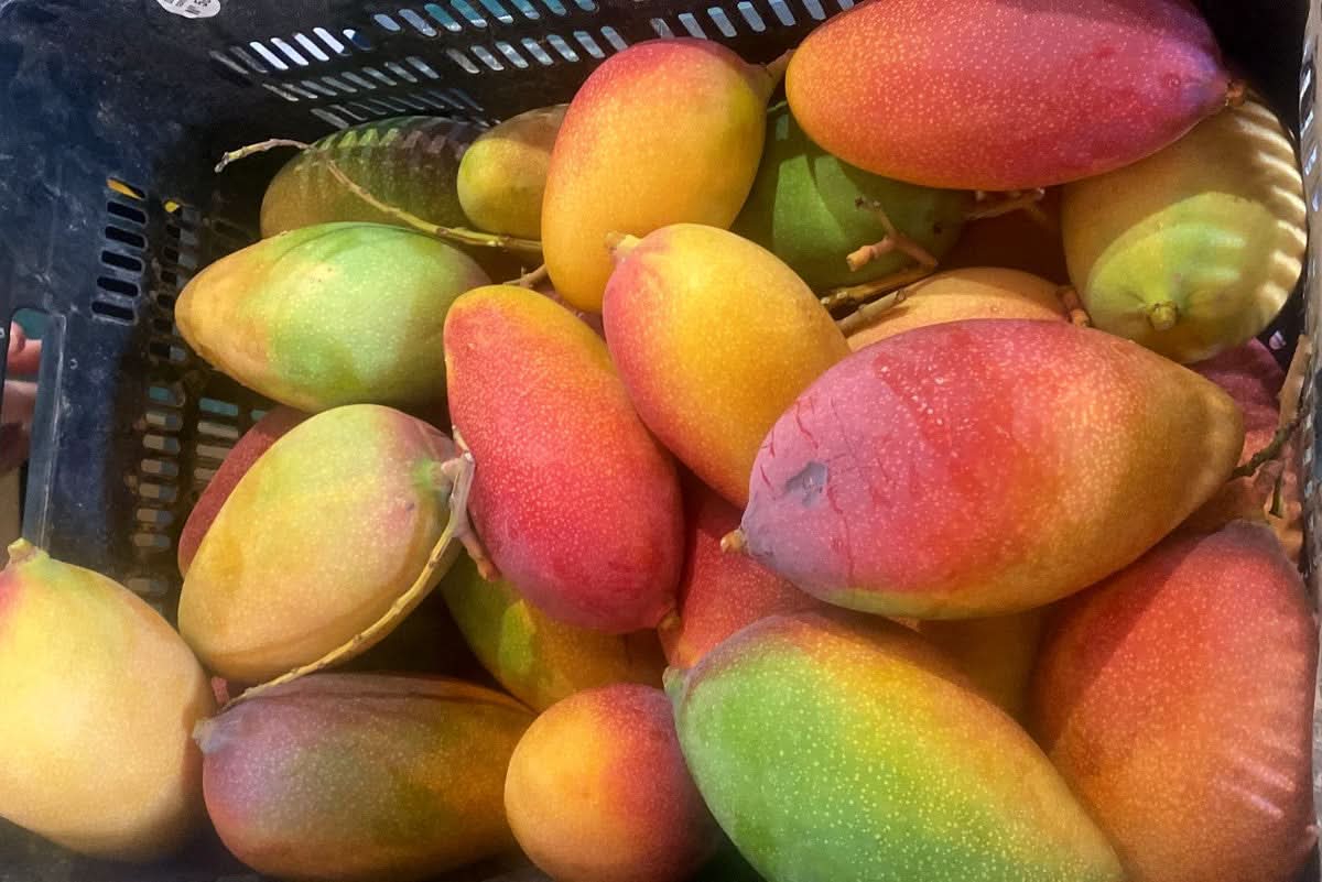 Mango Pico de Loro Bio von Rufino Box 4kg Aktionspreis ab 4.10. lieferbar!