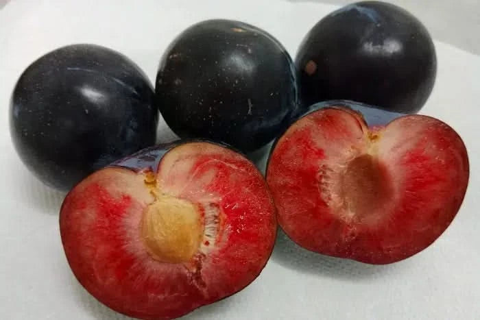 Bio Pflaumen-Delikatesse Pluot von Maria 500g