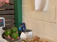 Avocado Ettinger Bio von Julian Box