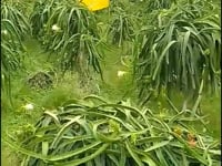 Drachenfrucht weiss Bio von Familie Bolivar Sonderaktion %