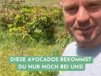 Avocado Hass 13 Monate baumgereift von Julian Wochenaktion