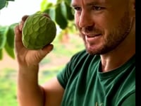 Cherimoya von Julian
