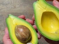 Avocado Entdeckerbox "Wild Wonders" (6 Sorten!)