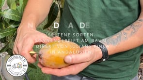 Mango-Raritäten Mix Box von Julian Farmerbox