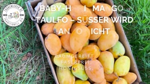 Baby Honig-Mango Ataulfo Bio von Julian
