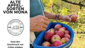 Apfel "James Grieve" alte Sorte Bio regional