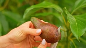 Avocado Wild Bio Demeter von Julia