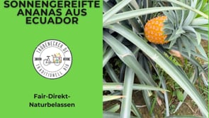 Ananas Flugware reifgeerntet (Stk. ca. 1,5kg-2kg)