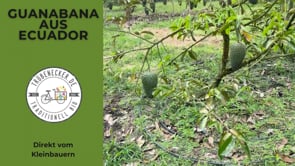 Guanabana (Soursoup/Stachelannone) (Stk ca. 3,5 - 4kg)