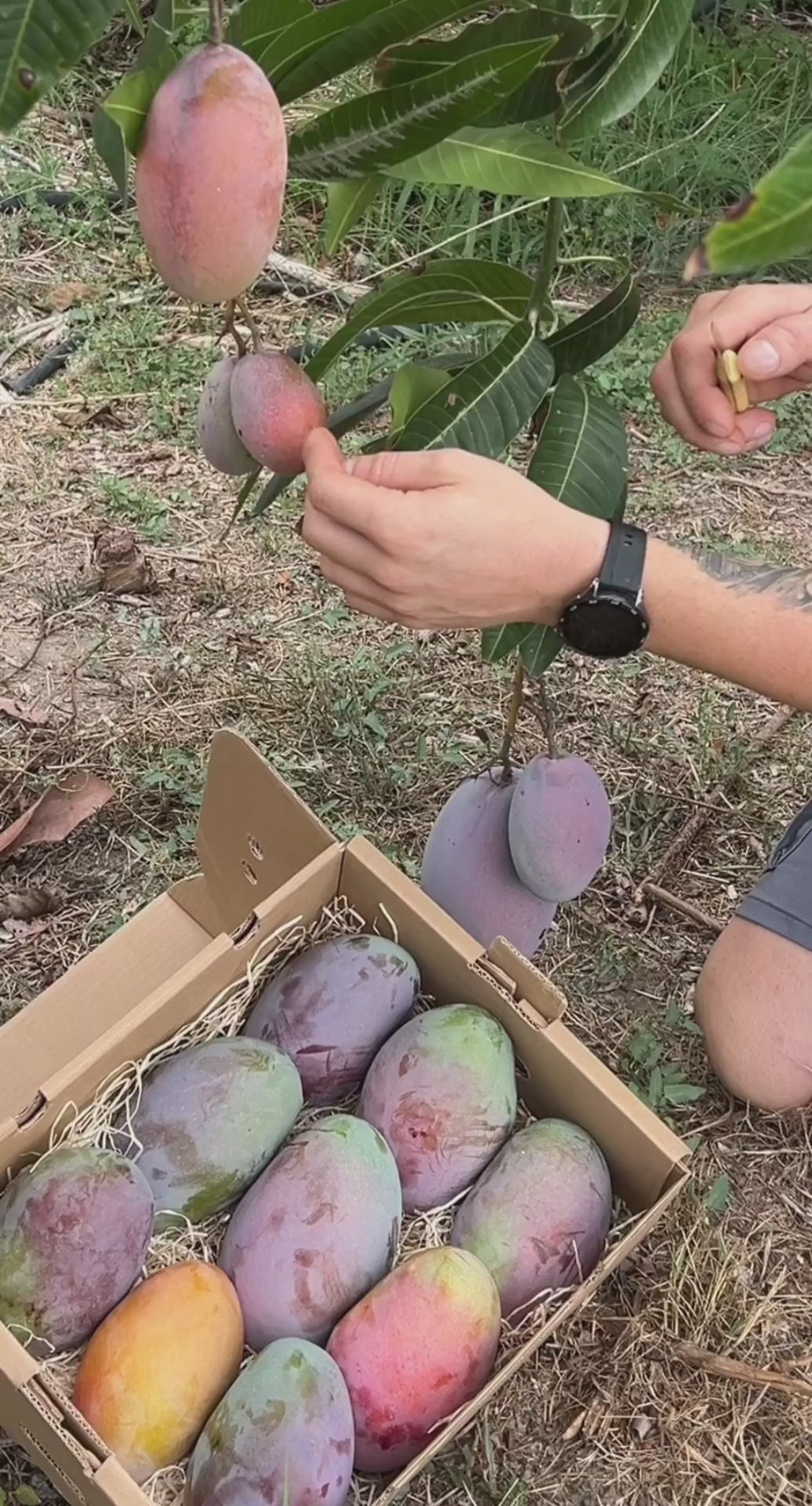 Video laden: 