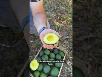 Avocado "Späternte" Mix von Juan 3kg