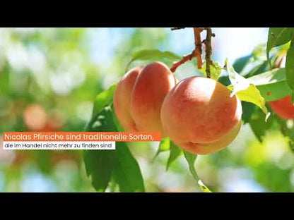 Pfirsich-Delikatesse "Summer Rich" Bio von Nicolas