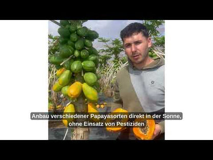 Papaya von Salvador Kennenlernpreis % 4kg Box