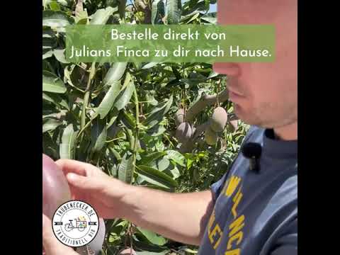 Bio Mango Osteen spanien kaufen