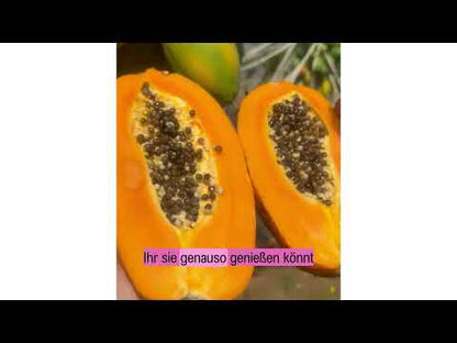 Papaya von Salvador Kennenlernpreis % 4kg Box