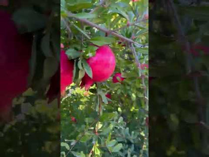 Granatapfel Purple Queen Bio von Antonio