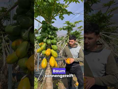 Papaya von Salvador Kennenlernpreis % 4kg Box