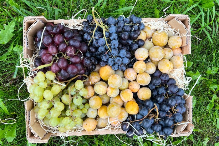 Früchtebox "Spätsommer in der Provence" Bio Box